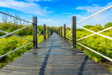 Fototapeta premium Walking in mangrove forest