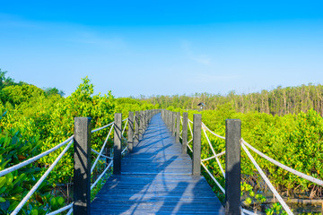 Fototapeta premium mangrove forest and footpath
