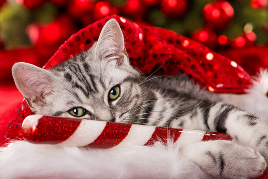 Kätzchen mit Weihnachtsdeko
