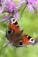 Peacock butterfly on flower. Macro.