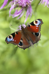 Peacock butterfly on flower. Macro.