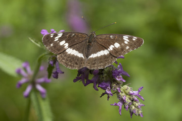 Peacock butterfly on flower. Macro.