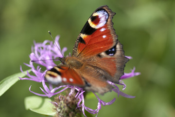 Peacock butterfly on flower. Macro.