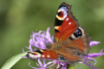 Peacock butterfly on flower. Macro.