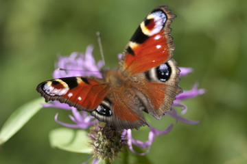 Fototapeta na wymiar Peacock butterfly on flower. Macro.