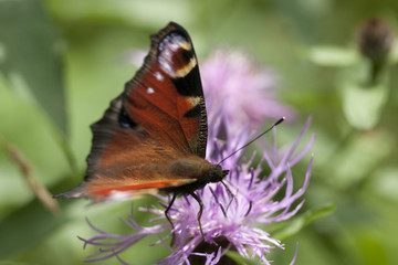 Peacock butterfly on flower. Macro.