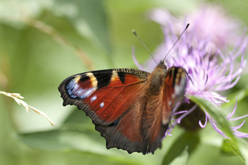 Peacock butterfly on flower. Macro.