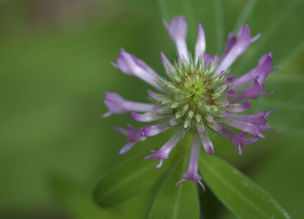 Colorful wildflowers blossoming in field.