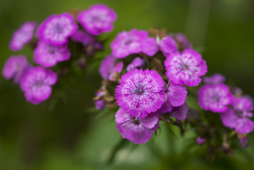 Obraz premium Colorful wildflowers blossoming in field.