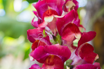 snapdragons
