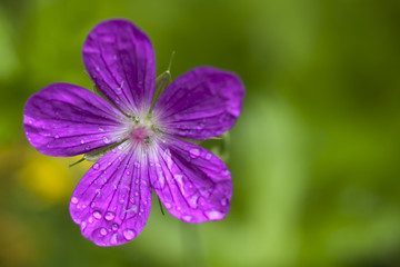 Colorful wildflowers blossoming in field.