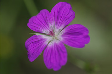Fototapeta premium Colorful wildflowers blossoming in field.