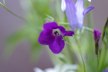 Colorful wildflowers blossoming in field.