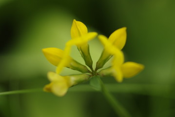 Colorful wildflowers blossoming in field.