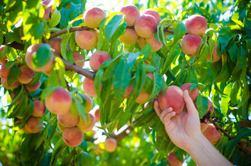 Harvesting peaches in the garden