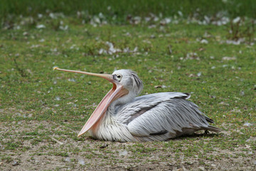 oiseau en train de bailler