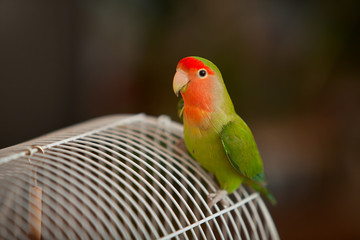 Fototapeta na wymiar beautiful parrot lovebird sitting