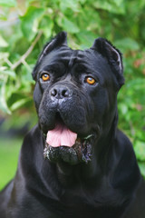 The portrait of a black Cane Corso dog sitting outdoors at summer