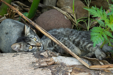 cats