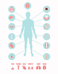 Human organs icons with male figure infographics set vector .