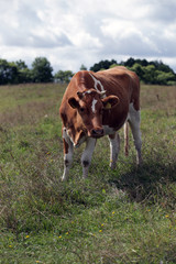 red and white cow 
on a green field in Poland 