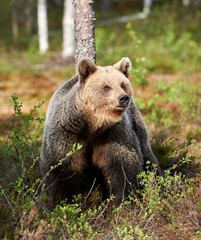 Fototapeta na wymiar Beautiful female brown bear in Finland
