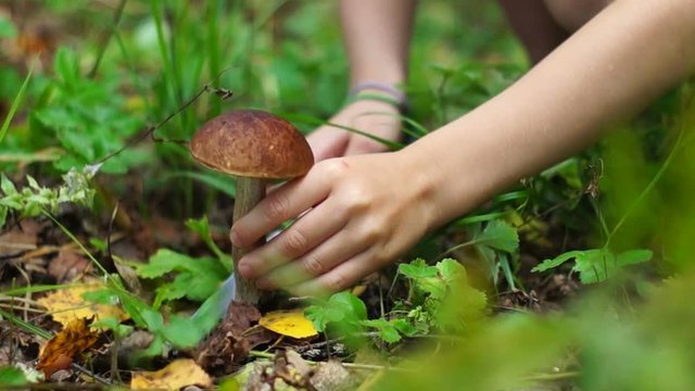 Little girl cutting brown cap mushroom with a knife in the forest