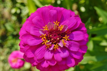 Obraz premium Close-up of a bright pink zinnia flower in bloom