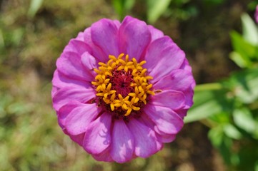 Close-up of a bright pink zinnia flower in bloom