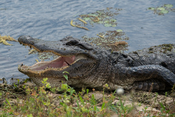 Alligator at Brazos Bend State Park, Texas