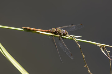 Male Common Darter (Sympetrum striolatum) dragonfly