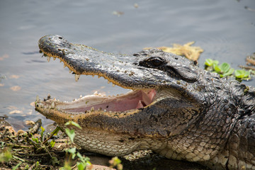 Alligator at Brazos Bend State Park, Texas
