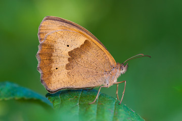 Fototapeta premium Butterfly on leaf