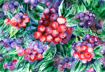 Watercolor painting. Red berries of
 rowan and green leaves.