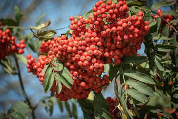 Colorful autumn rowan tree branches against blue sky background