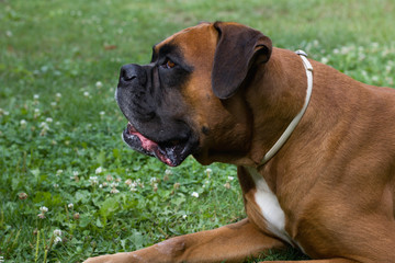 Obraz premium Portrait of German Boxer dog 
