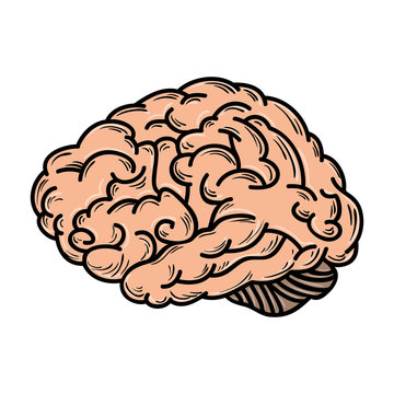 human brain organ mind head intelligence idea vector illustration