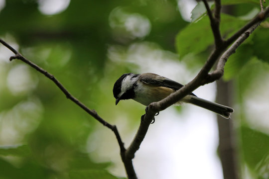 M&eacute;sange &agrave; t&ecirc;te noire