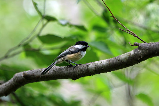 M&eacute;sange &agrave; t&ecirc;te noire