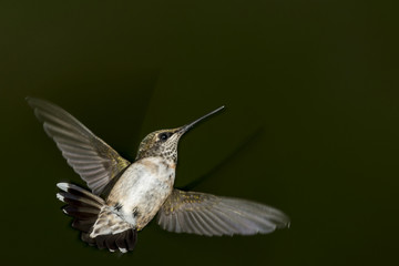 Fototapeta na wymiar Female ruby throated hummingbird in flight isolated on a dark green background with copy space