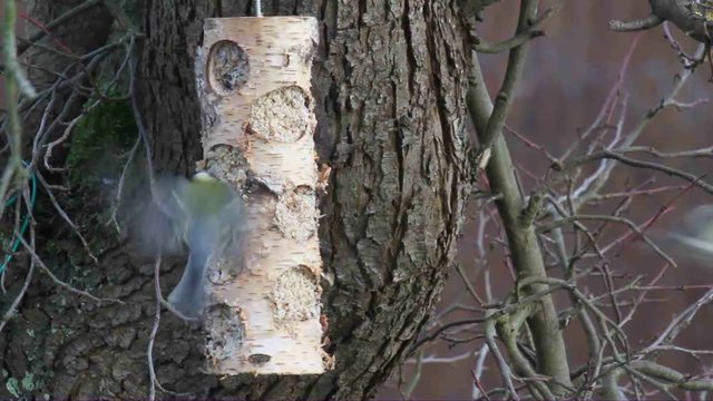 Winterliche F&uuml;tterung von Blaumeisen