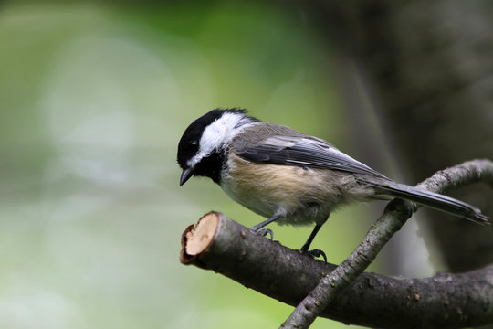 M&eacute;sange &agrave; t&ecirc;te noire