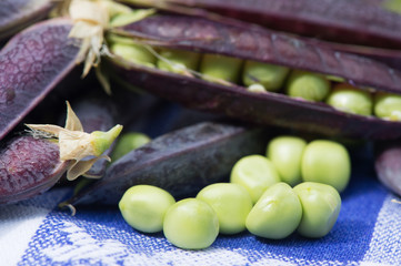 Open marrowfat pea in blue © Ivonne Wierink