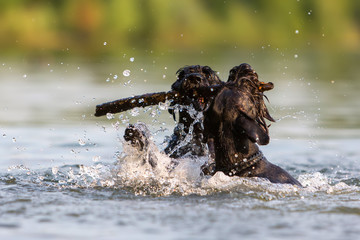 two Standard Schnauzer dogs in the water