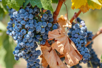 Nature: Wine country