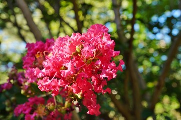Pink flower clusters of a crape myrtle tree in bloom in summer