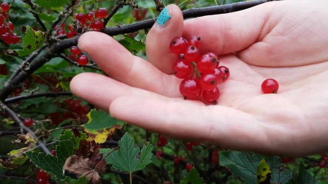 Handful of freshly picked red currants, ribes rubrum