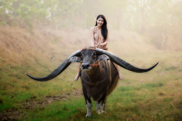 beautiful Asian girl riding long horn buffalo - Powered by Adobe