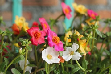 Portulaca flowers