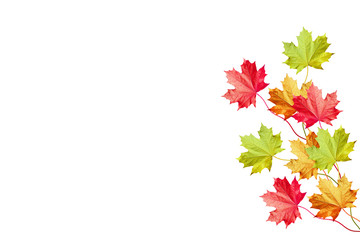 autumn leaves isolated on white background.